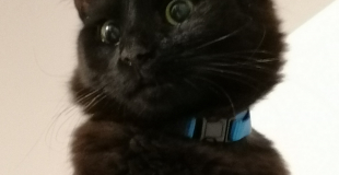 Cherche à créer colocation alentours de Bordeaux