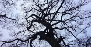 Stéphane Lafargue, papa solo défenseur de la coparentalité et de la résidence alternée s'est suicidé