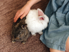 Lapin nain ou hamster pour les enfants : avantages et inconvénients	