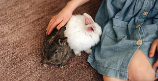 Lapin nain ou hamster pour les enfants : avantages et inconvénients	